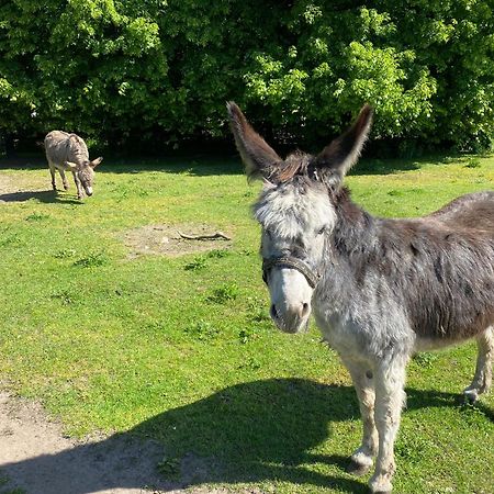 Het Familie Boshuisje - Vakantiewoning Op Prachtig Park Met Veel Faciliteiten Inc Ligbad Gramsbergen エクステリア 写真